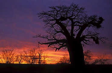 Baobab (Adansonia digitata), at dusk, Kruger National Park, South Africa, Africa