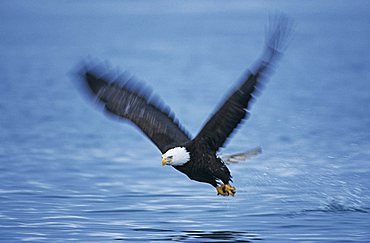 Bald Eagle (Haliaeetus leucocephalus), adult in flight with fish prey, Homer, Alaska, USA