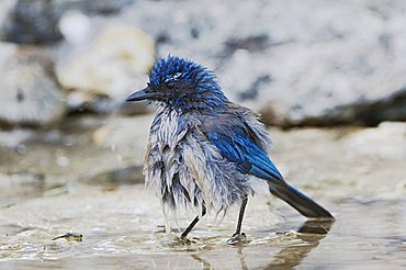 Western Scrub-Jay (Aphelocoma californica), adult bathing in spring fed pond, Uvalde County, Hill Country, Central Texas, USA