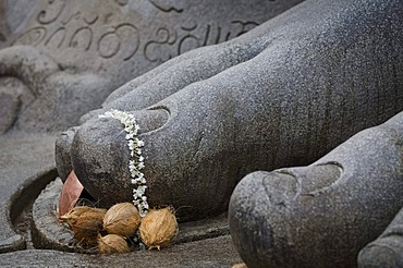 Toes of the monolithic statue of the Jain saint Gomateshwara decorated with jasmine flowers, coconuts, Sravanabelagola, Hassan district, Karnataka, South India, India, Asia