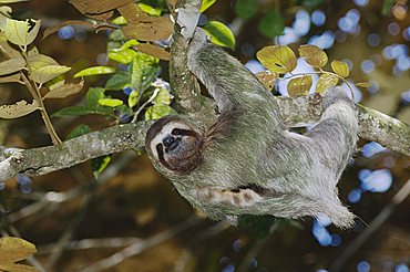 Brown-throated Three-toed Sloth (Bradypus variegatus), male hanging upside down, Manuel Antonio National Park, Central Pacific Coast, Costa Rica, Central America