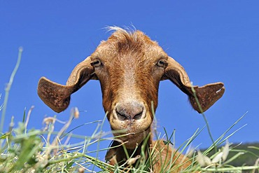 Portrait, Goat, Salina, Aeolian Islands, Sicily, southern Italy, Italy, Europe