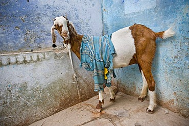 Goat with cloth on its back in front of a blue wall, old town of Varanasi, Uttar Pradesh, India, Asia