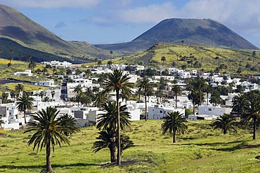 Valley of A Thousand Palms, Haria, Lanzarote, Canary Islands, Spain, Europe