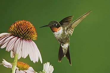 Ruby-throated Hummingbird (Archilochus colubris), male in flight feeding on Purple Coneflower (Echinacea), New Braunfels, Central Texas, USA