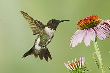 Ruby-throated Hummingbird (Archilochus colubris), male in flight feeding on Purple Coneflower (Echinacea), New Braunfels, Central Texas, USA