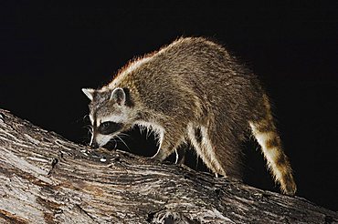 Northern Raccoon (Procyon lotor), adult at night walking on tree, Willacy County, Rio Grande Valley, South Texas, USA