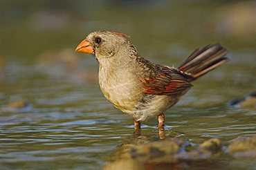 Northern Cardinal (Cardinalis cardinalis), female bathing, Willacy County, Rio Grande Valley, South Texas, USA