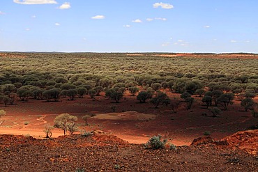 Outback landscape of Mulga Trees (Acacia aneura) in the Goldfields, Sandstone, Gascoyne, Murchison, Western Australia