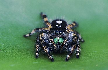 Daring Jumping Spider (Phidippus audax), adult on pad of Texas Prickly Pear Cactus (Opuntia lindheimeri), Willacy County, Rio Grande Valley, South Texas, USA