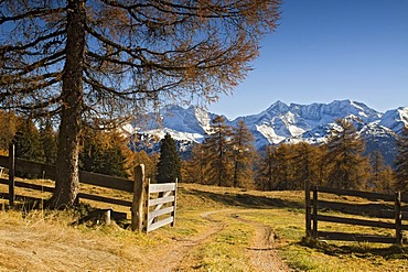 Larch meadows with Olperer, Fussstein, Schrammacher, Sagwandspitze, Vinaders and Odernberg Mountains at back, Tyrol, Austria, Europe