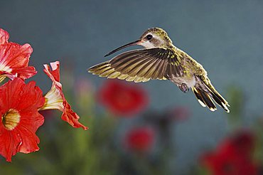 Broad-billed Hummingbird (Cynanthus latirostris), female in flight feeding on Petunia, Madera Canyon, Tucson, Arizona, USA