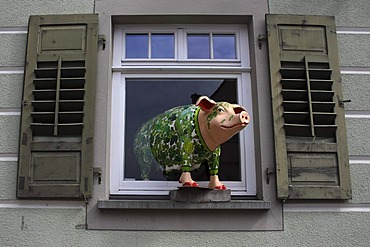 Sculpture of a pig, window, art, Tettnang, Lake Constance Region, Baden-Wuerttemberg, Germany, Europe