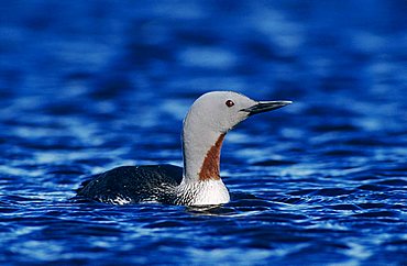 Red-throated Loon (Gavia stellata), adult swimming, Kongsfjord, Norway, Scandinavia, Europe