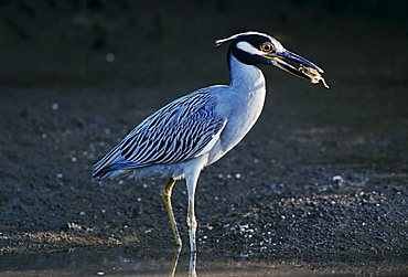 Yellow-crowned Night-Heron (Nyctanassa violacea), adult with crab prey, Ding Darling National Wildlife Refuge, Sanibel Island, Florida, USA