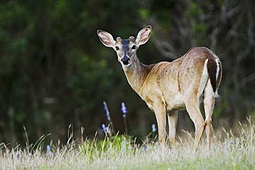 White-tailed Deer (Odocoileus virginianus), young buck, Uvalde County, Hill Country, Central Texas, USA