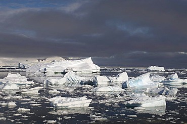 Icebergs, Neko Harbor, Gerlache strait, Antarctic Peninsula, Antarctica