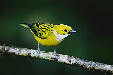 Silver-throated Tanager (Tangara icterocephala), adult perched, Central Valley, Costa Rica, Central America