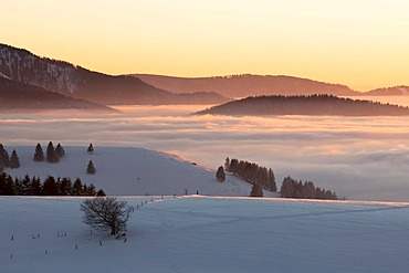 Evening light with high fog on Mt. Schauinsland in the Black Forest, Baden-Wuerttemberg, Germany, Europe