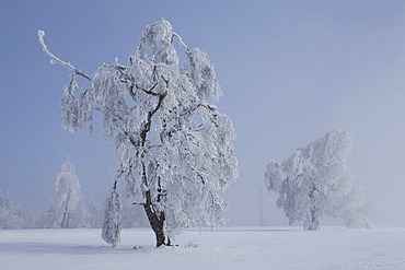 Snow covered trees in winter landscape with fog in the northern Black Forest, Black Forest, Baden-Wuerttemberg, Germany, Europe