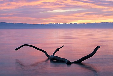 Driftwood in the morning light on the shores of Lake Constance, Germany, Europe