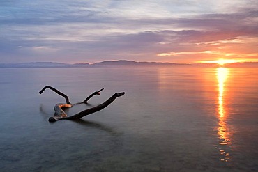 Driftwood in the morning light on the shores of Lake Constance, Germany, Europe