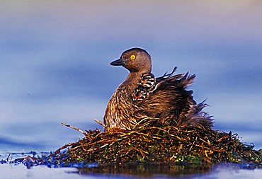 Least Grebe (Tachybaptus dominicus), adult on nest with 1 day old young on back, Lake Corpus Christi, South Texas, USA