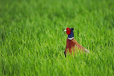 Ring-necked Pheasant (Phasianus colchicus), male, National Park Lake Neusiedl, Burgenland, Austria, Europe