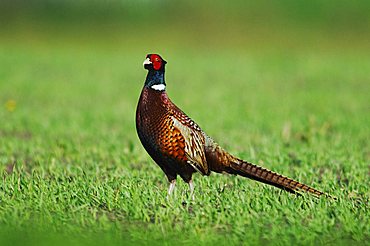 Ring-necked Pheasant (Phasianus colchicus), male, National Park Lake Neusiedl, Burgenland, Austria, Europe