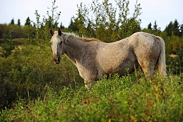 Horse standing on the prairie, Saskatchewan, Canada