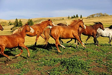 Herd of horses galloping across the prairie, Saskatchewan, Canada