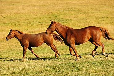 Herd of horses galloping across the prairie, Saskatchewan, Canada