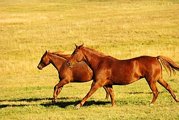 Herd of horses galloping across the prairie, Saskatchewan, Canada