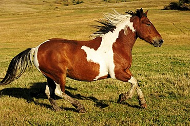 Horse galloping across the prairie, Saskatchewan, Canada