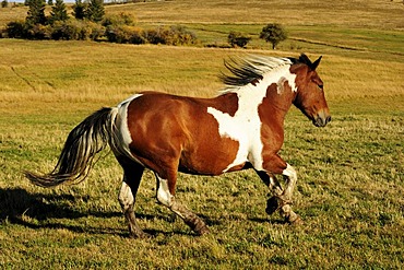 Horse galloping across the prairie, Saskatchewan, Canada