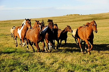 Herd of horses galloping across the prairie, Saskatchewan, Canada