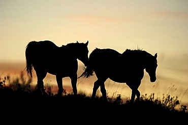 Horses on the prairie, silhouettes at sunset, Saskatchewan, Canada, North America