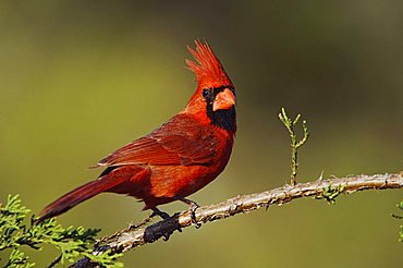 Northern Cardinal (Cardinalis cardinalis), male on Mountain Cedar (Juniperus ashei), Uvalde County, Hill Country, Central Texas, USA