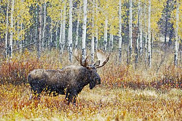 Moose (Alces alces), bull in snowstorm with aspen trees behind, Grand Teton National Park, Wyoming, USA