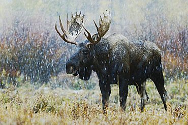 Moose (Alces alces), bull in snowstorm with aspen trees in fallcolors behind, Grand Teton National Park, Wyoming, USA