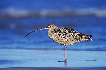 Long-billed Curlew (Numenius americanus), adult at beach, Padre Island National Seashore, South Texas, USA