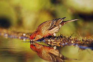 House Finch (Carpodacus mexicanus), male drinking, Uvalde County, Hill Country, Central Texas, USA