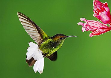 Coppery-headed Emerald (Elvira cupreiceps), male in flight feeding on Shrimp plant (Acanthaceae), Central Valley, Costa Rica, Central America