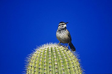 Cactus Wren (Campylorhynchus brunneicapillus), adult on Saguaro cactus, Tucson, Arizona, USA