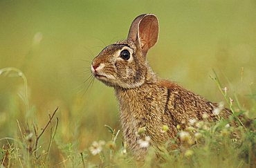 Eastern Cottontail (Sylvilagus floridanus), adult, Lake Corpus Christi, South Texas, USA