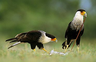 Crested Caracara (Caracara plancus), pair eating on Eastern Cottontail (Sylvilagus floridanus), Starr County, Rio Grande Valley, South Texas, USA