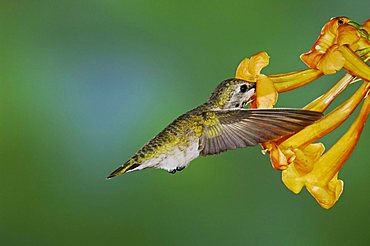 Costa's Hummingbird (Calypte costae), young male in flight feeding on Yellow Trumpet Flower (Tecoma stans), Tucson, Arizona, USA