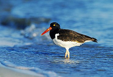 American Oystercatcher (Haematopus palliatus), adult, Fort De Soto State Park, Florida, USA