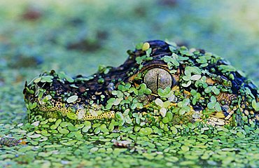 American Alligator (Alligator mississippiensis), young camouflaged in duckweed, Corpus Christi, Coastal Bend, Texas, USA