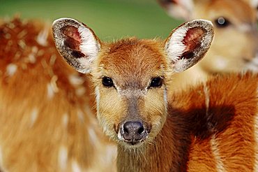 Sitatunga, Marshbuck (Tragelaphus spekii), female, portrait